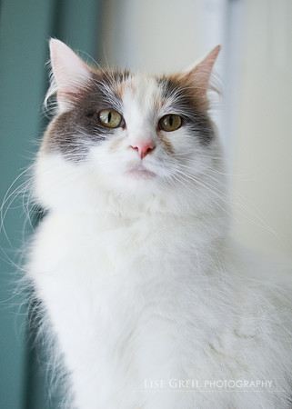 Gracie