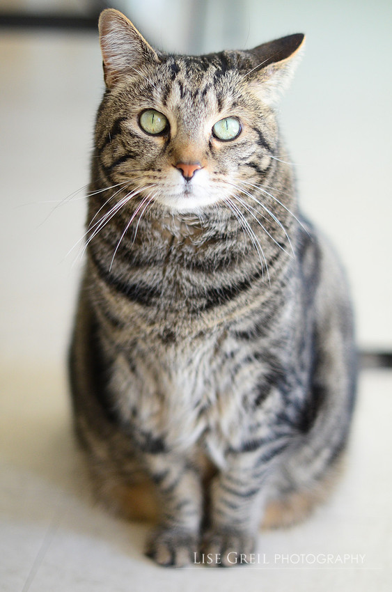 Gigi