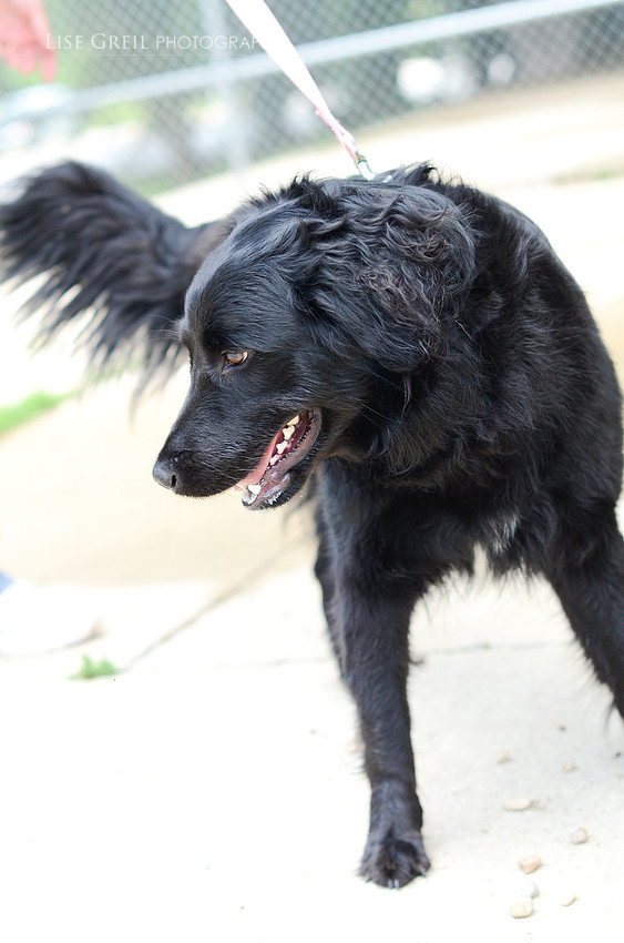 Ziva