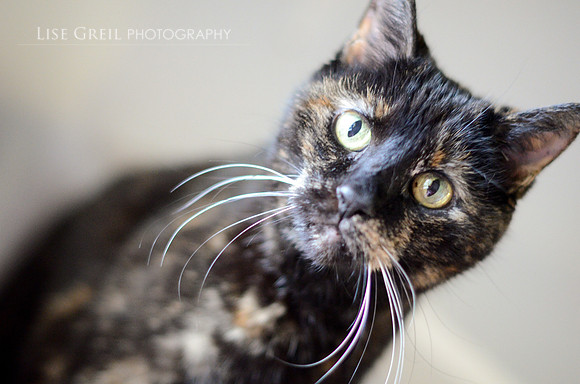 Prissy