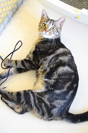 Meowdonna