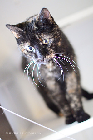 Prissy