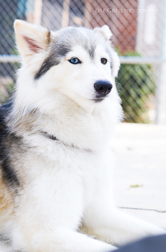 Juniper