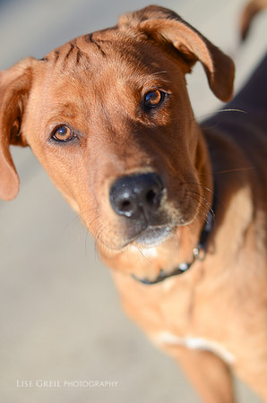 Clifford