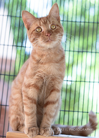 Axle