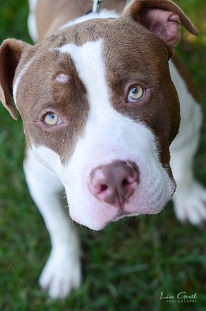 Hank