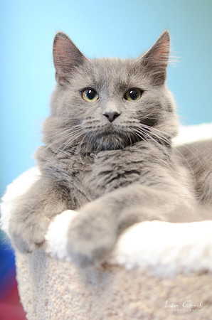 Merlin