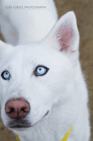 Yukon
