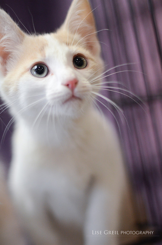 Dewey