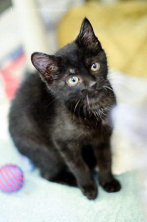 Pepper