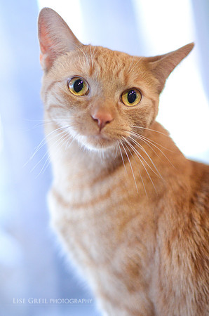Meow Meow Kitty