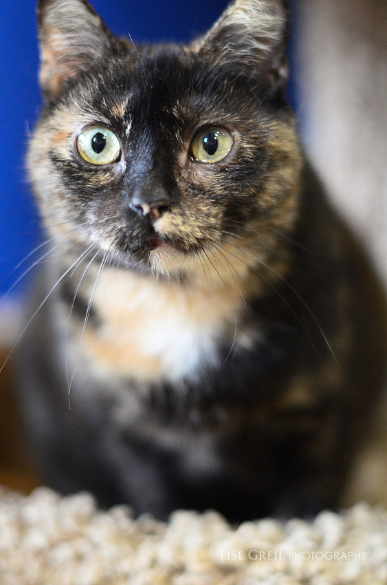 Molly Moo