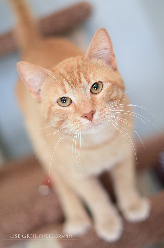 Morris