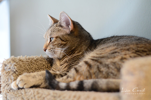 Tigress