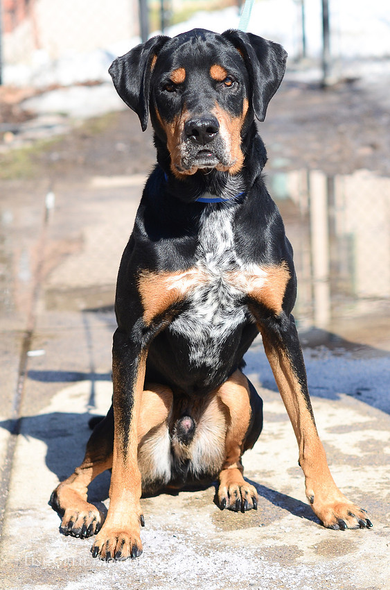 Yogi