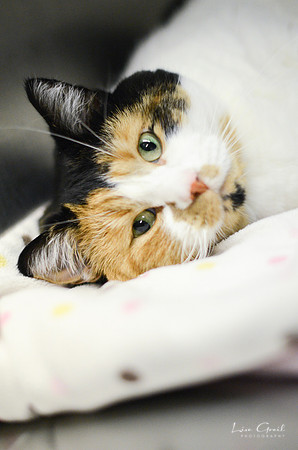 Callie