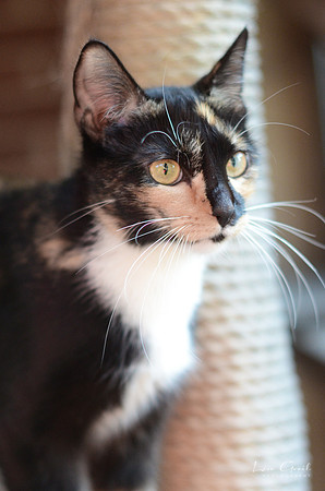 Athena