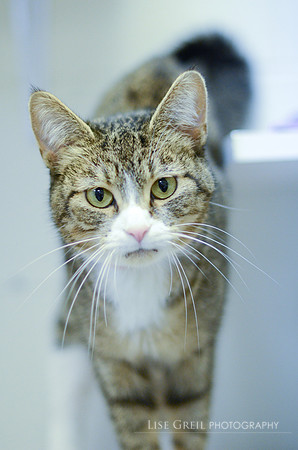 Gabriella - ADOPTED!