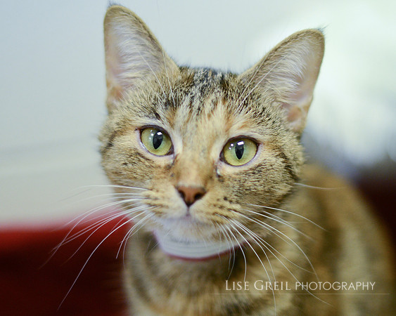 Gidget - ADOPTED!