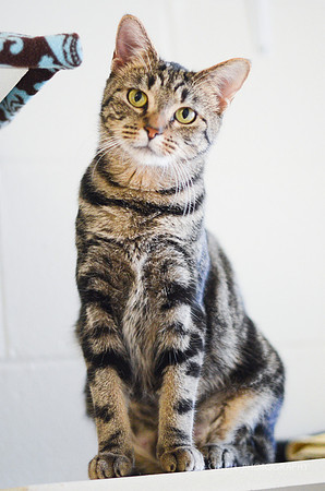 Meowdonna