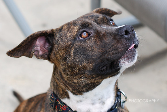 Fly Girl - ADOPTED!