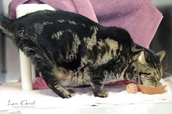 Mittens