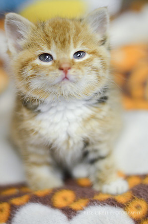 Little Edie
