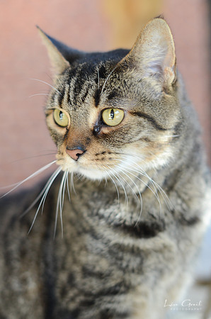 Lady Tuna Catserole
