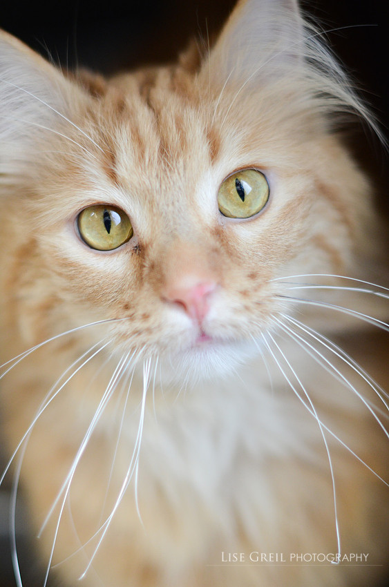 Luca