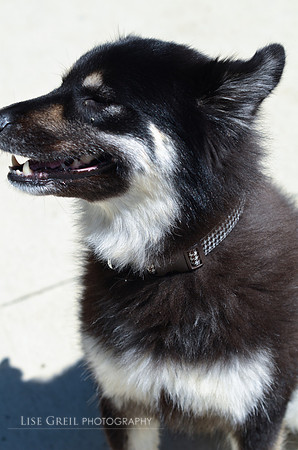Taffy