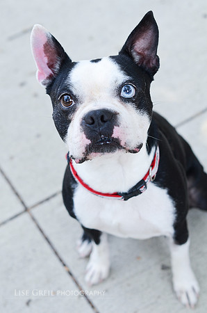 Pupgus
