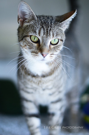 Babette