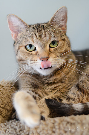 Tigress