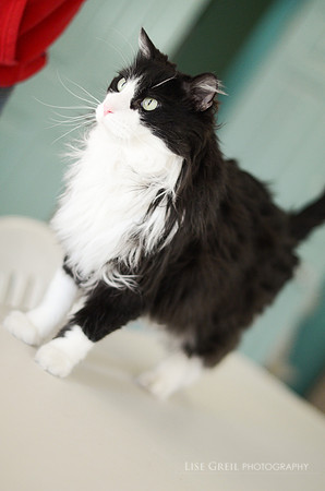 Oliver