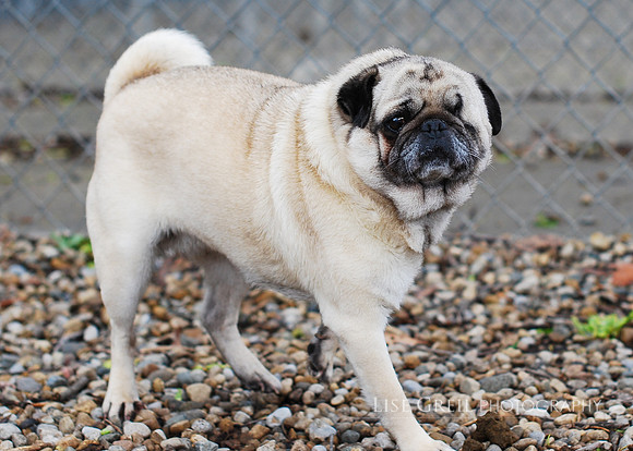 Lady - ADOPTED!
