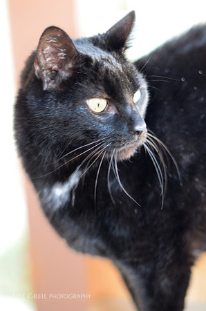 Panther