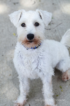 Benji