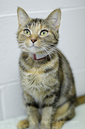 Gidget - ADOPTED!