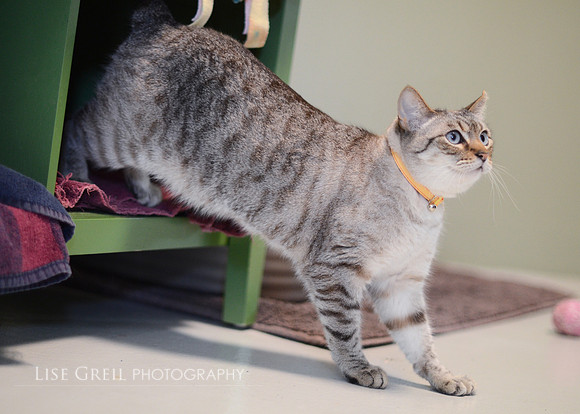 Nefertiti