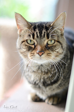 Lady Tuna Catserole