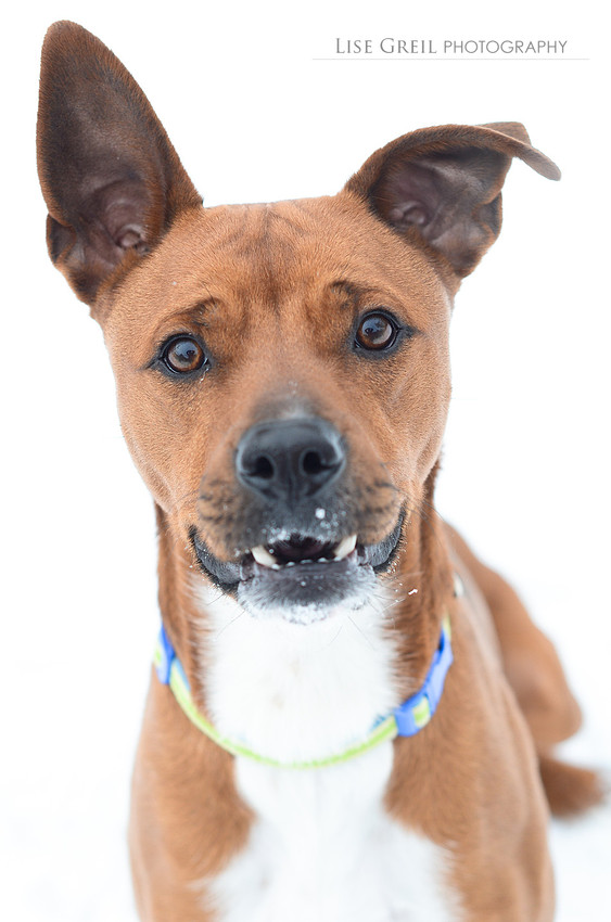 Scooby
