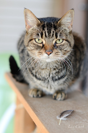 Lady Tuna Catserole