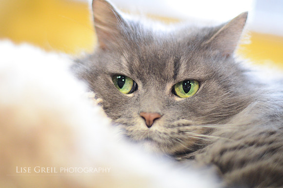 Missy