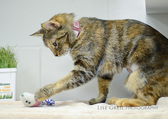 Gidget - ADOPTED!