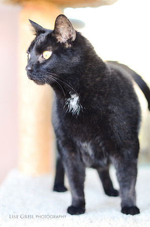 Panther