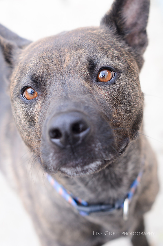 Koda