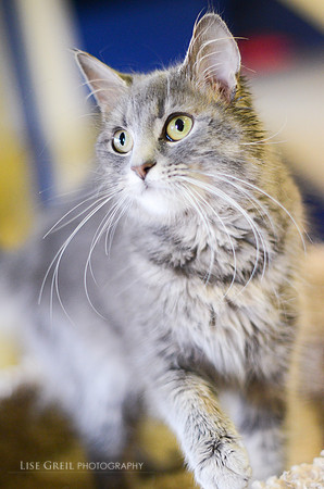 Nala
