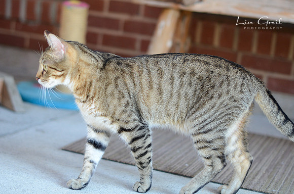 Cougar