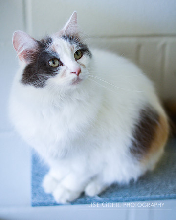 Gracie