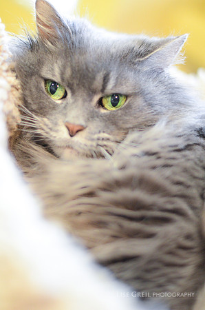 Missy